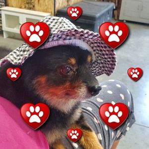 Meet your Posher, Danielle